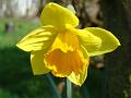 2012-0310_1345_Daffodis_14,6C